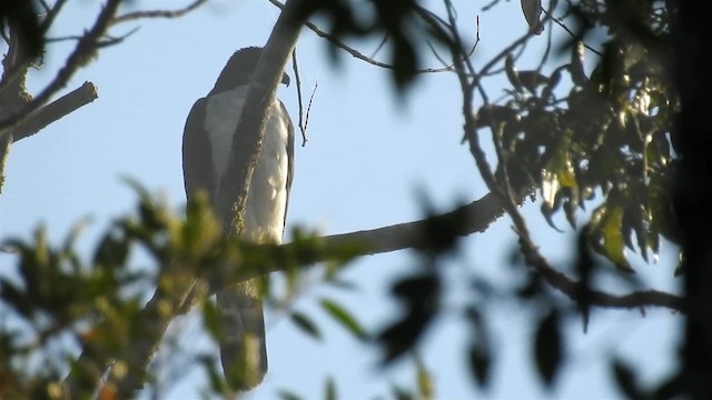 Gray-bellied Hawk - ML200932121