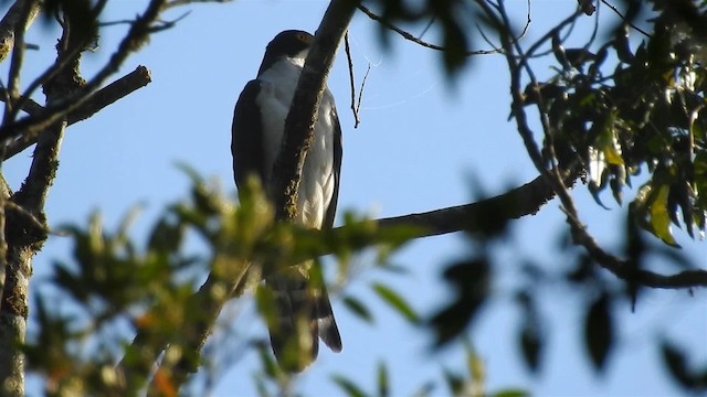 Gray-bellied Hawk - ML200932131