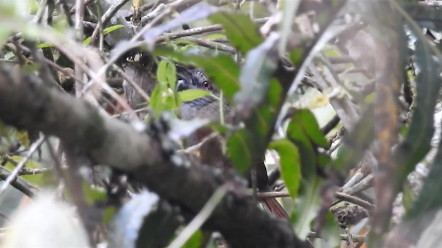 Gray-bellied Spinetail - ML200932141