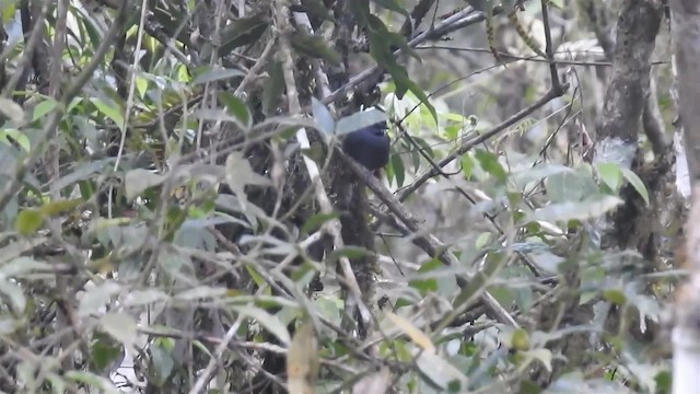 Gray-bellied Spinetail - ML200932151