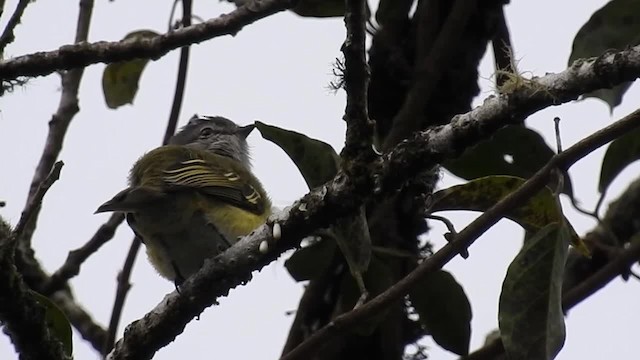 Tyranneau à tête grise - ML200932161