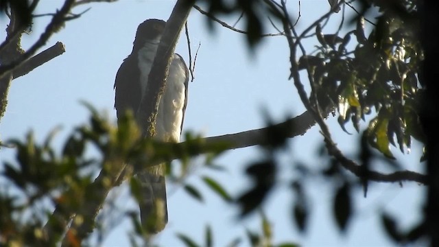 Gray-bellied Hawk - ML200932201