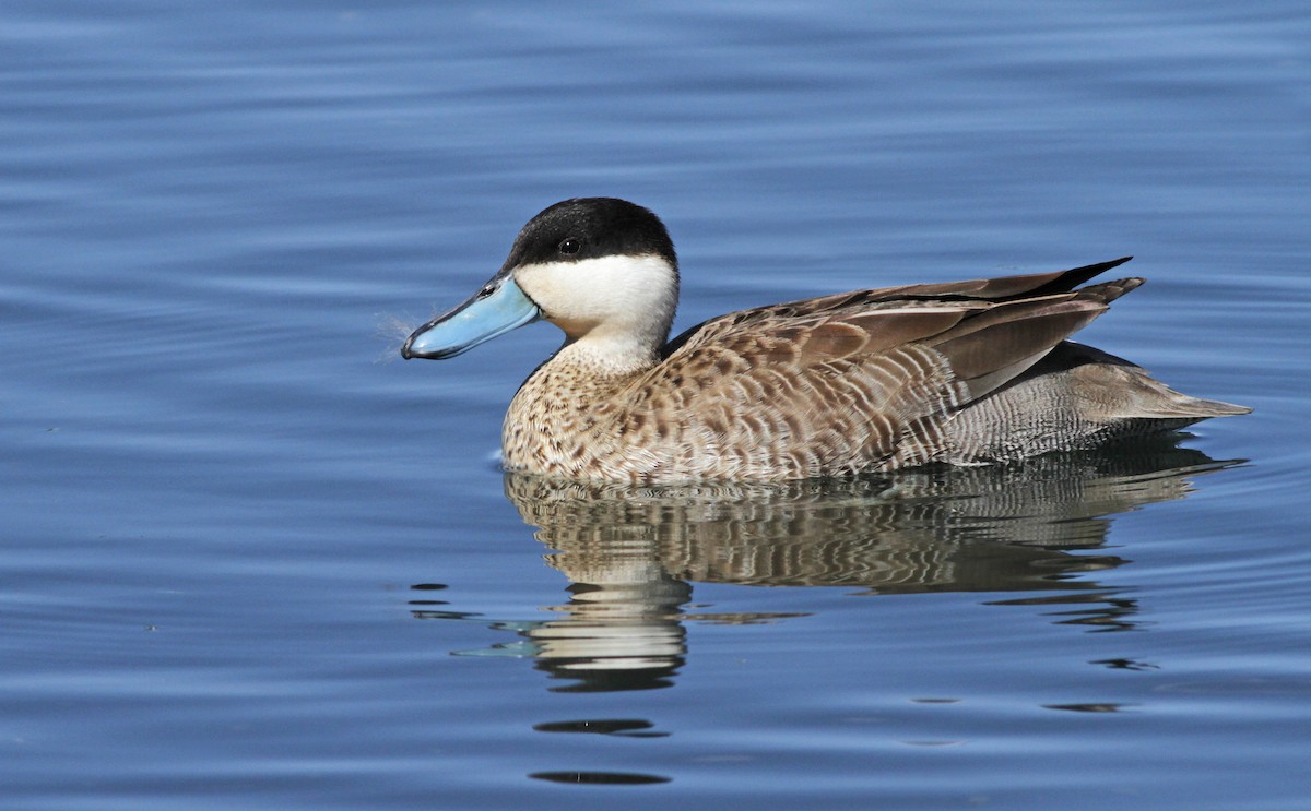 Puna Teal - Ian Davies