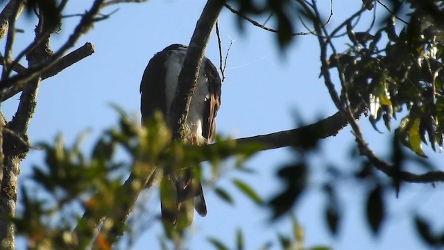 Gray-bellied Hawk - ML200932211