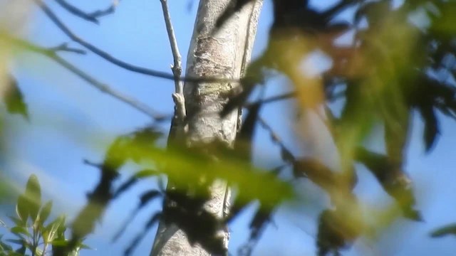 Helmeted Woodpecker - ML200932231