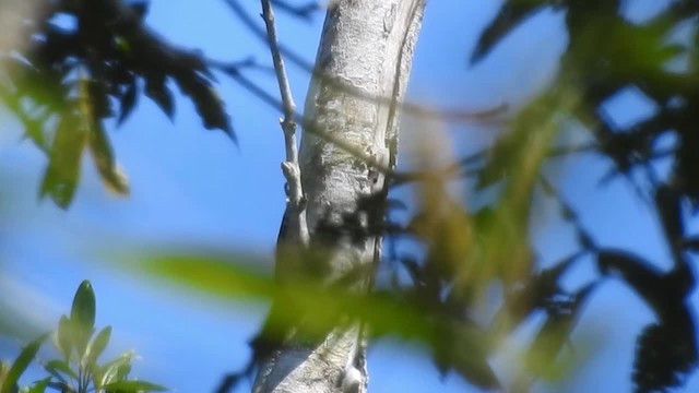 Helmeted Woodpecker - ML200932241