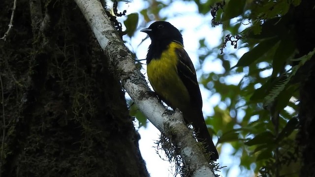 Hooded Berryeater - ML200932271