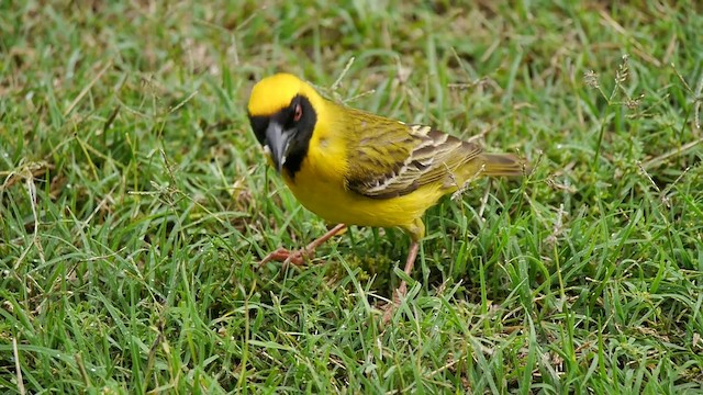 Southern Masked-Weaver - ML200932281