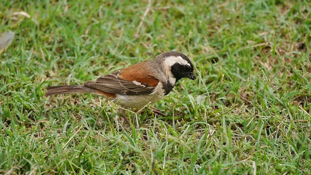 Cape Sparrow - ML200932291