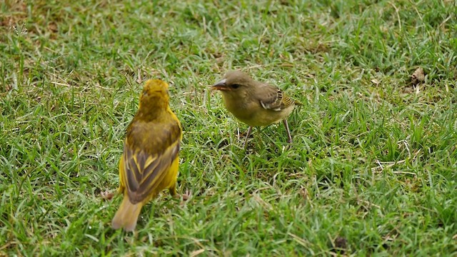 Cape Weaver - ML200932301