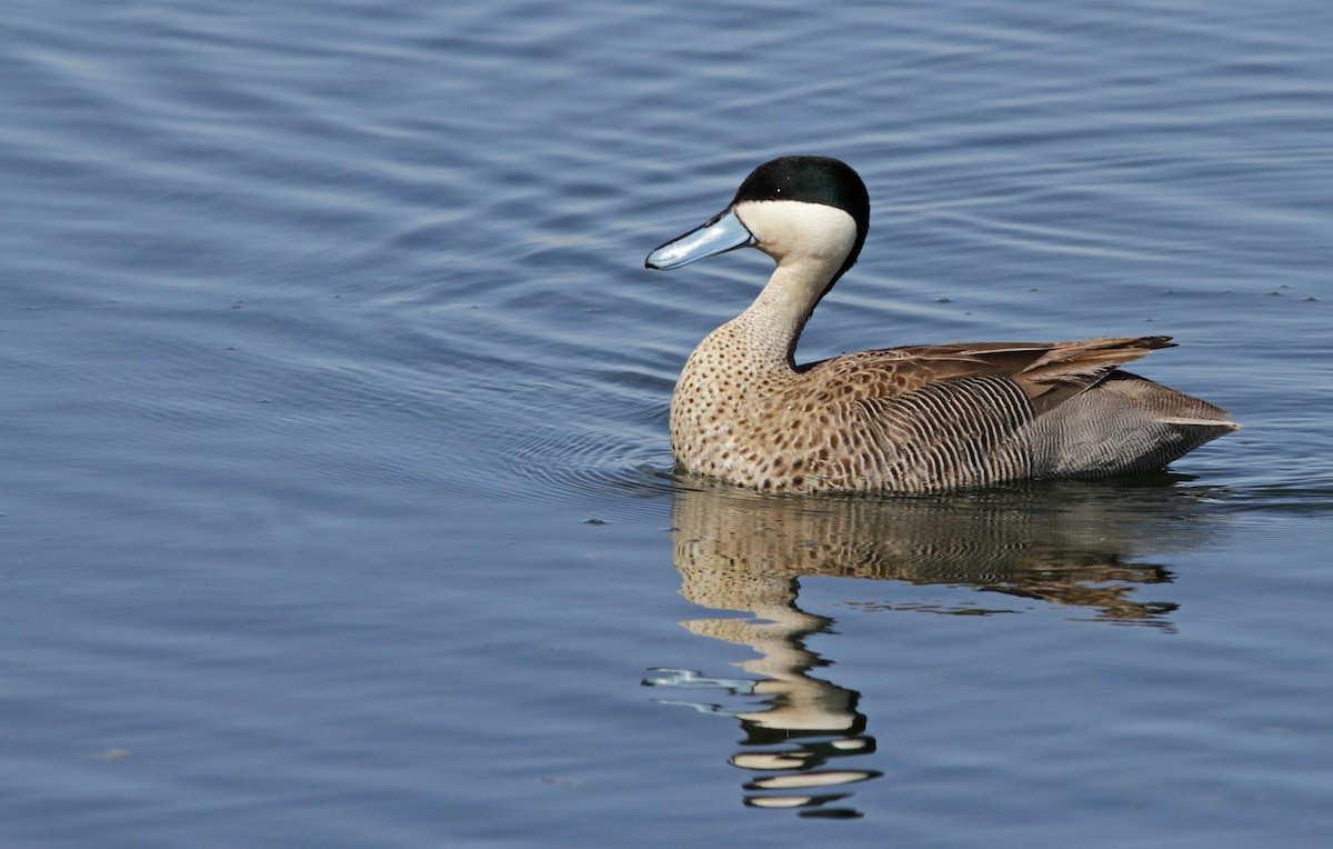 Puna Teal - Ian Davies