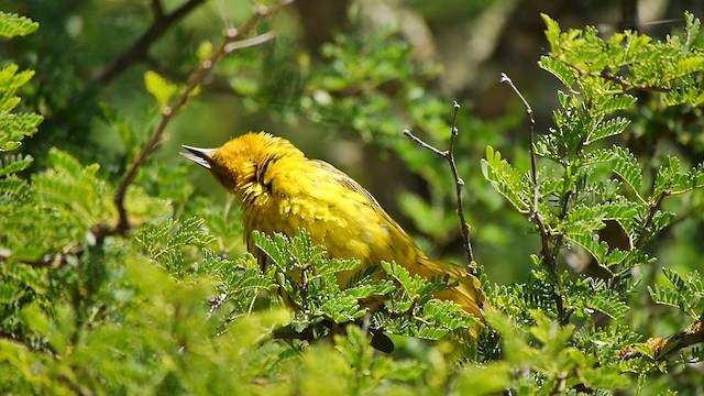 Cape Weaver - ML200932311