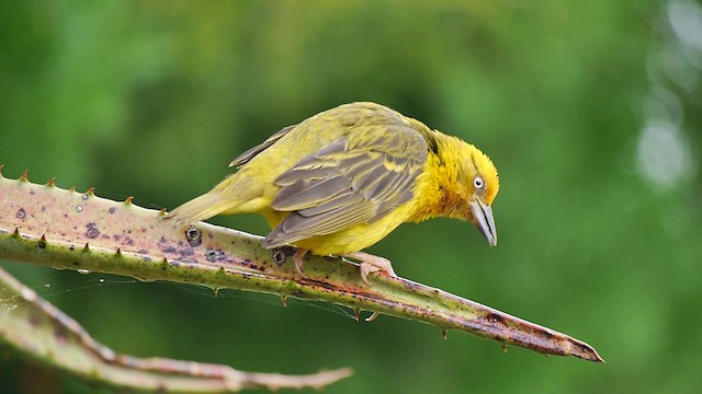 Cape Weaver - ML200932321