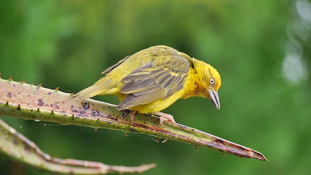 Cape Weaver - ML200932321