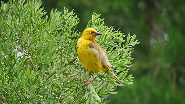 Cape Weaver - ML200932331