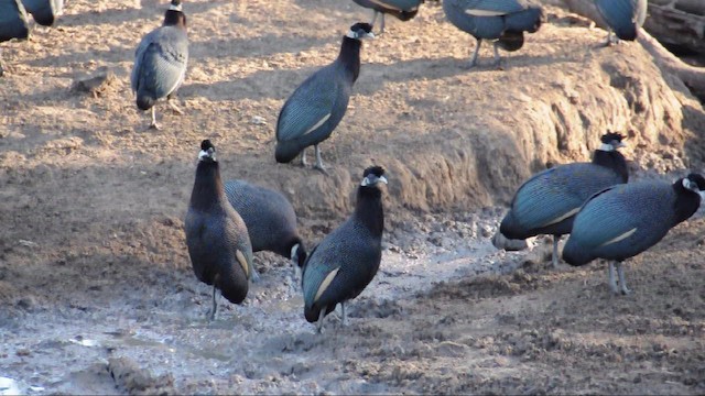 Southern Crested Guineafowl - ML200932351