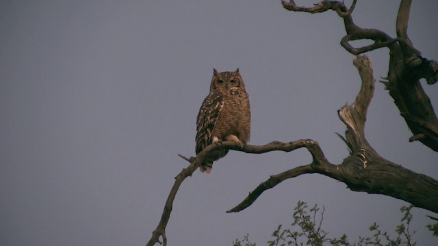 výr africký - ML200932361