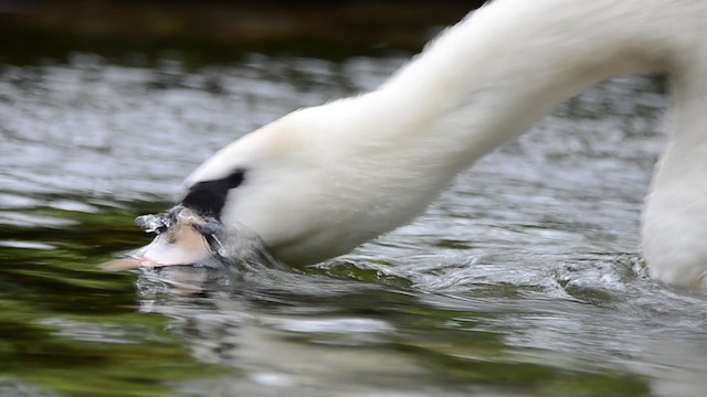 Höckerschwan - ML200932371