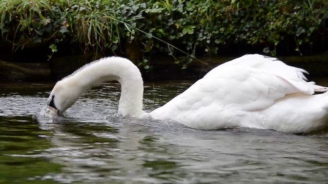 Höckerschwan - ML200932381