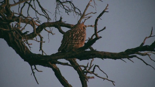 Spotted Eagle-Owl - ML200932391