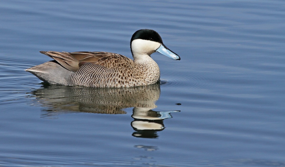 Puna Teal - Ian Davies