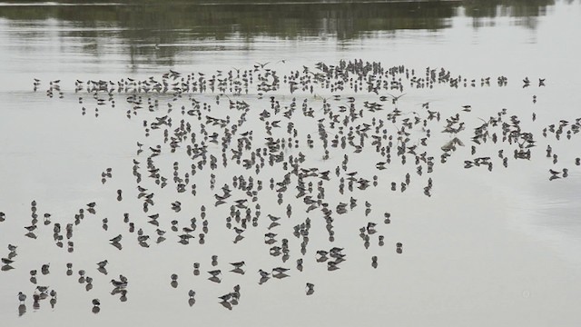 Semipalmated Sandpiper - ML200932461