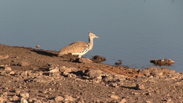 Kori Bustard - ML200932501