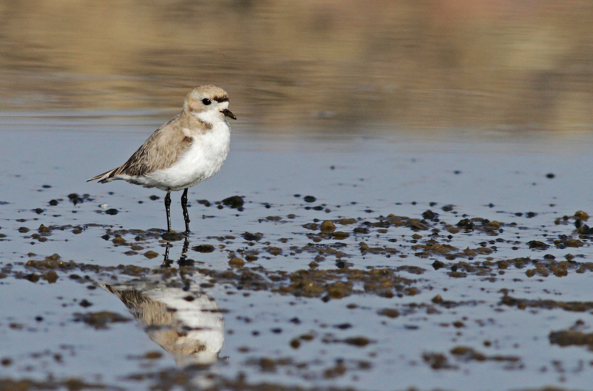 Puna Plover - ML20093251