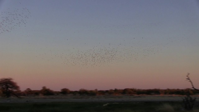 Red-billed Quelea - ML200932511