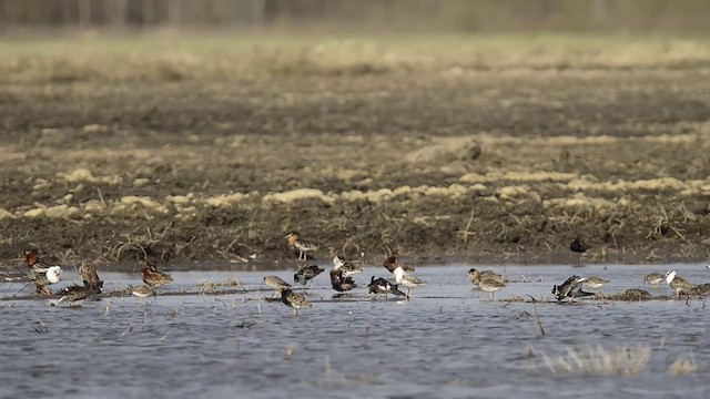 Ноцоо элсэг - ML200932521