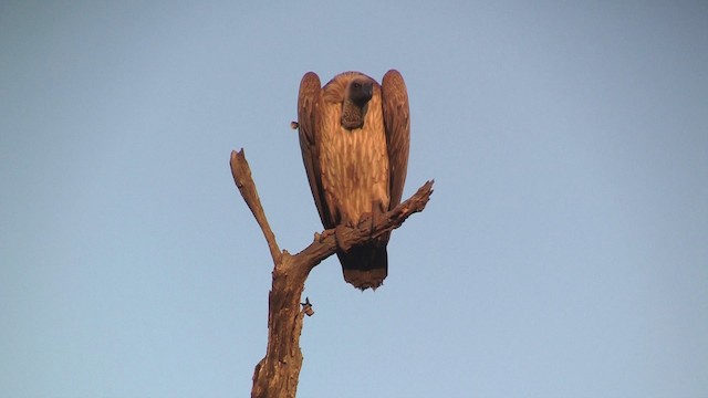 White-backed Vulture - ML200932571