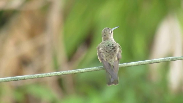 kolibřík rusoprsý - ML200932591