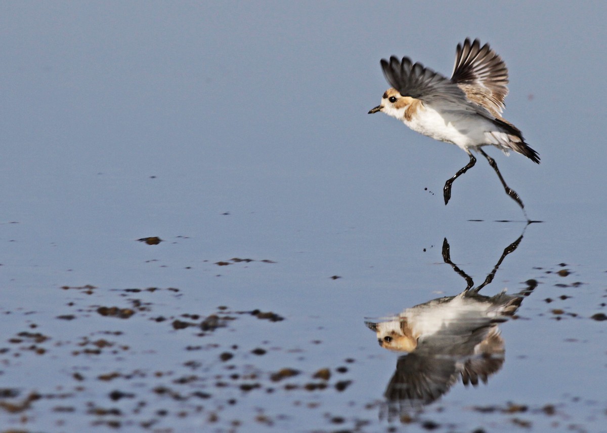 Puna Plover - ML20093261