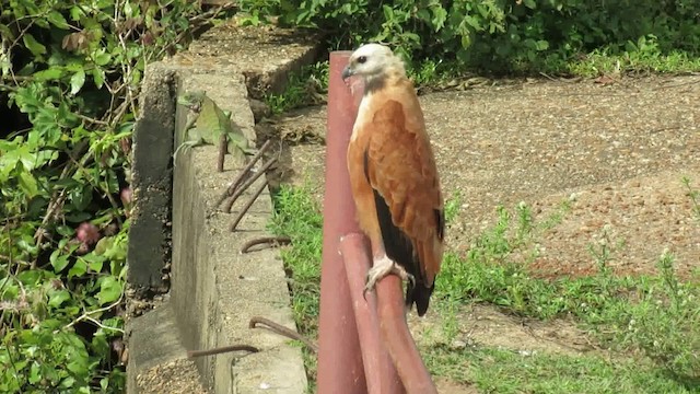 Black-collared Hawk - ML200932861