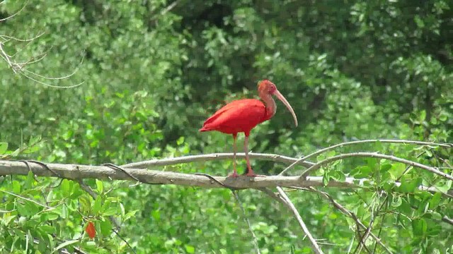 Scarlet Ibis - ML200932871