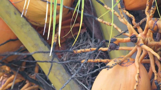 Bicolored Wren - ML200932881