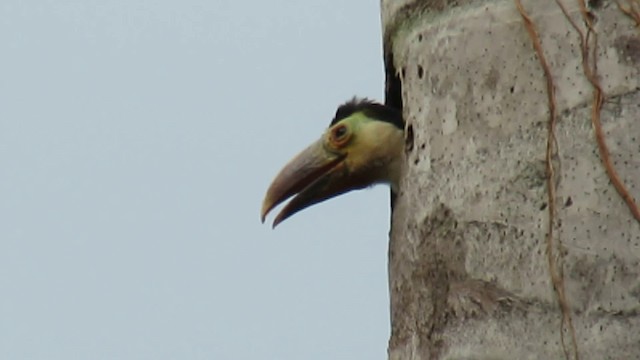 tukan rudozobý (ssp. tucanus) - ML200932891