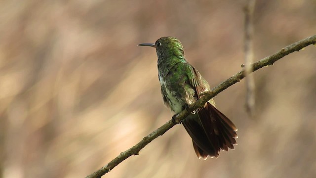 Glittering-throated Emerald - ML200932921