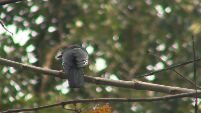 Black Magpie (Bornean) - ML200933081