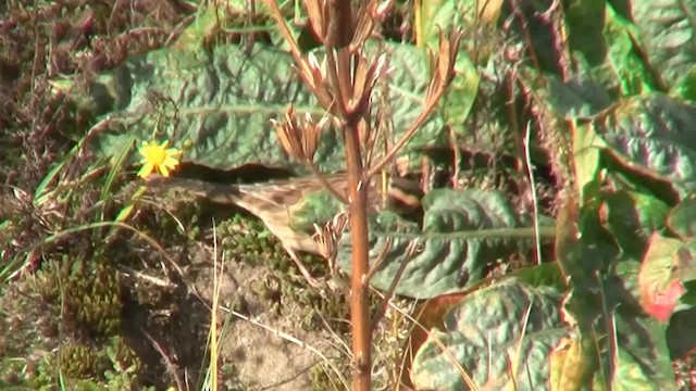 Siberian Accentor - ML200933111