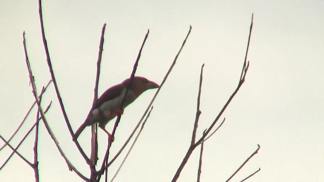 barbet hnědý - ML200933121