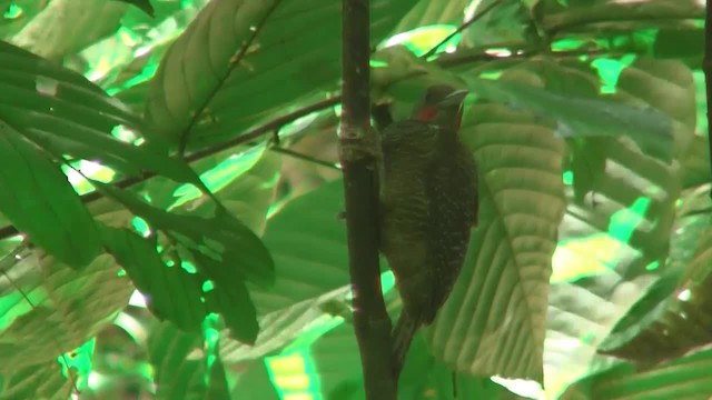 Buff-necked Woodpecker - ML200933131