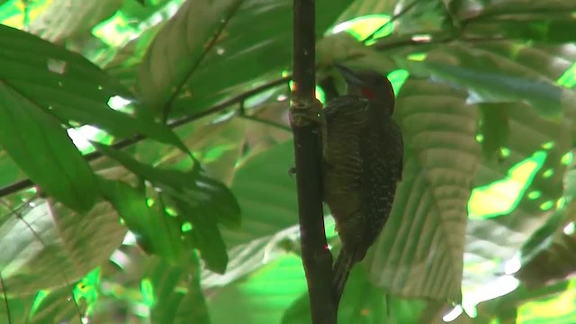 Buff-necked Woodpecker - ML200933141