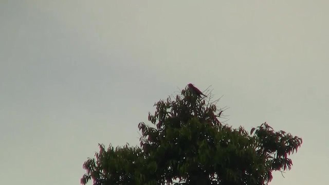 Indian Cuckoo - ML200933201