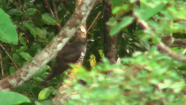 Indian Cuckoo - ML200933211