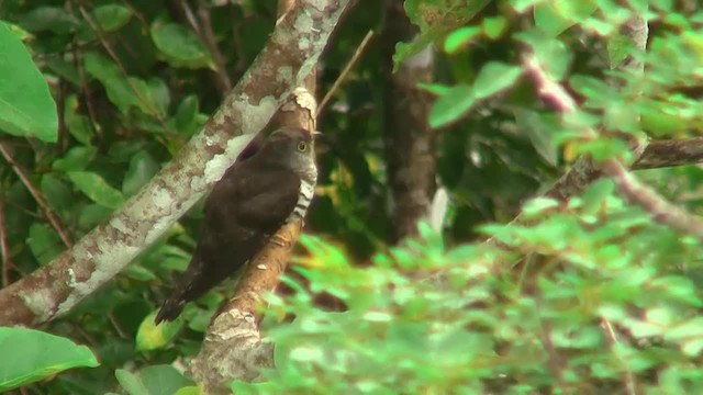 Indian Cuckoo - ML200933221