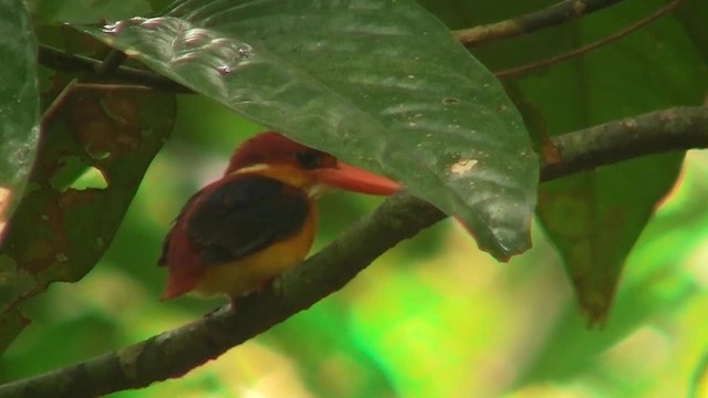 Rufous-backed Dwarf-Kingfisher - ML200933241