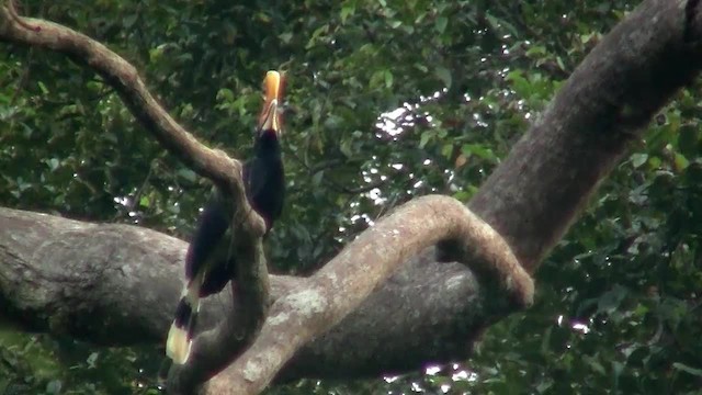 Rhinoceros Hornbill - ML200933291