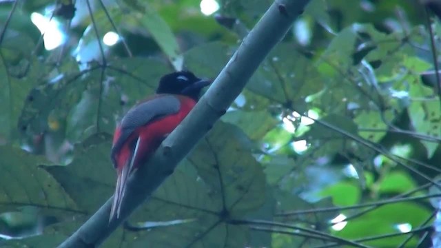 Rotbürzeltrogon - ML200933331