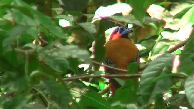 Red-naped Trogon - ML200933461